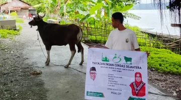 Dari Maluku untuk Indonesia, Yayasan Indah Salurkan 75 Hewan Qurban ke Berbagai Daerah