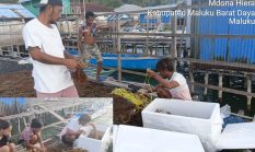 BPBL Ambon Distribusikan 400 Kg. Bibit Rumput Laut Hasil Kultur Jaringan ke MBD