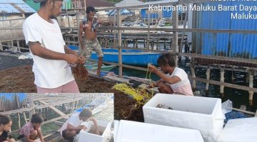 BPBL Ambon Distribusikan 400 Kg. Bibit Rumput Laut Hasil Kultur Jaringan ke MBD